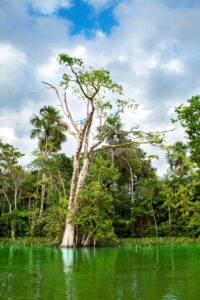 Vibrant Amazon rainforest landscape with lush greenery and water reflection, captured in Breves, Brazil.
