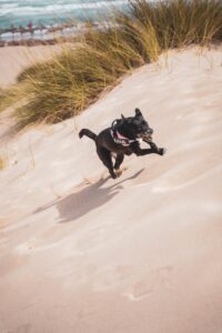 Energetic black dog joyfully running on a sandy beach with sea and grass in background.