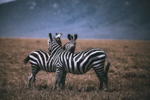 Stunning image capture of zebras grazing on the grasslands of Samburu, Kenya, showcasing African wildlife.